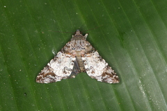 Coenipeta damonia
