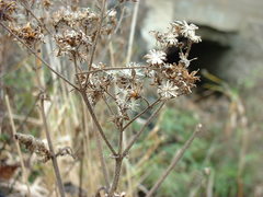 Eupatorium perfoliatum