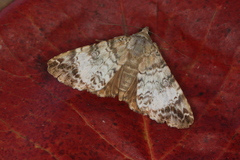 Coenipeta damonia