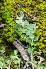 Chenopodium desertorum microphyllum
