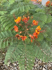 Caesalpinia pulcherrima
