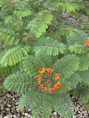 Caesalpinia pulcherrima