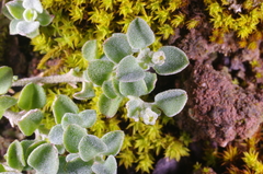 Chenopodium desertorum microphyllum
