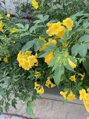 Tecoma stans