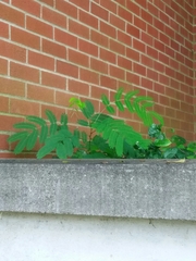 Tracheophyta
