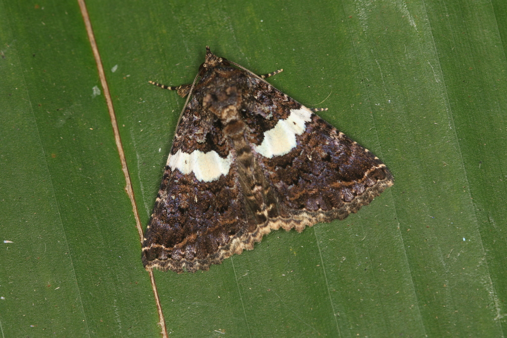 Coxina ensipalpis