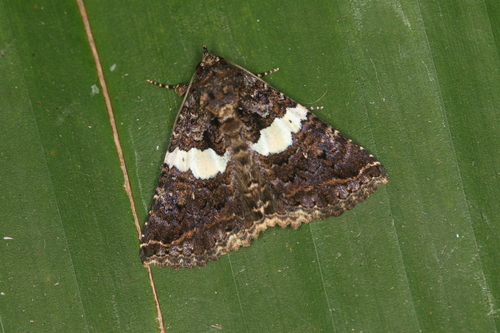 Coxina ensipalpis image