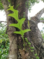 Drynaria