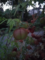 Cardiospermum halicacabum