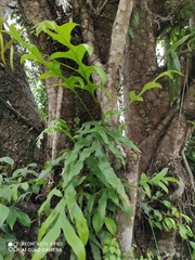 Drynaria