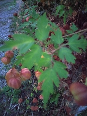 Cardiospermum halicacabum