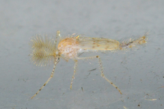 Chaoborus maculipes