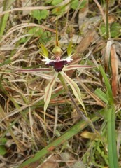 Caladenia tensa