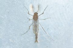Chaoborus maculipes