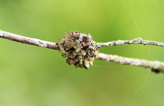 Tuckermanopsis sepincola