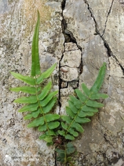Pteris vittata