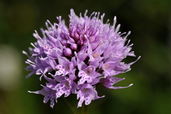 Traunsteinera globosa