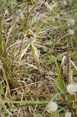 Caladenia tensa
