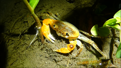 Geothelphusa bicolor