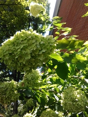 Hydrangea macrophylla