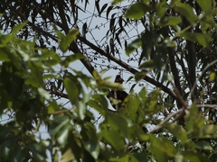 Musophaga rossae