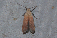 Anacampsis fullonella
