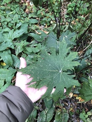 Ligularia przewalskii