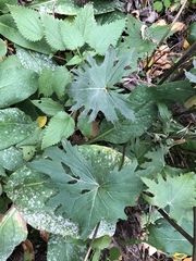 Ligularia przewalskii