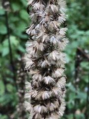 Ligularia przewalskii
