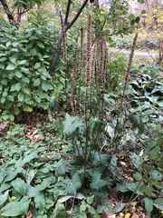 Ligularia przewalskii