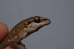 Dixonius aaronbaueri