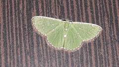 Argyrocosma inductaria