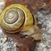 Cepaea - Photo (c) wsimmons,  זכויות יוצרים חלקיות (CC BY-NC), uploaded by wsimmons