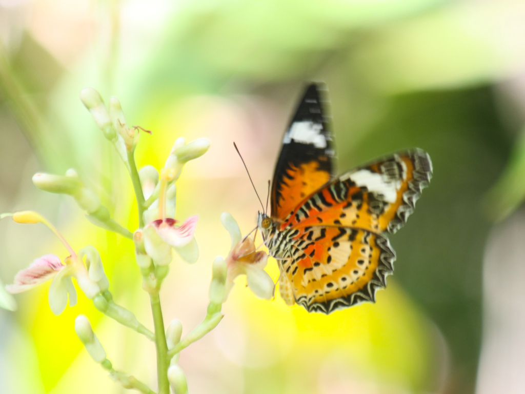 Lacewing Butterflies