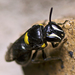 Cloudy Masked Bee - Photo (c) tjeales, some rights reserved (CC BY-SA), uploaded by tjeales