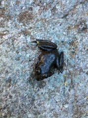 Lithobates zweifeli