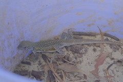 Leiolepis belliana