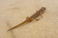 Lissotriton schmidtleri