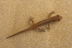 Lissotriton schmidtleri