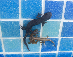 Triturus ivanbureschi