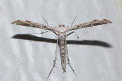 Hellinsia inquinatus