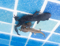 Triturus ivanbureschi