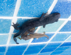 Triturus ivanbureschi