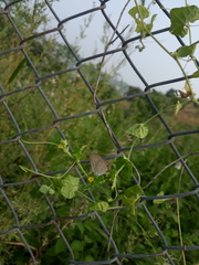 Euchrysops cnejus cnejus