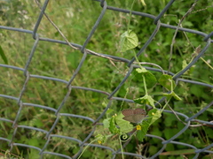 Euchrysops cnejus cnejus