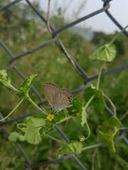 Euchrysops cnejus cnejus