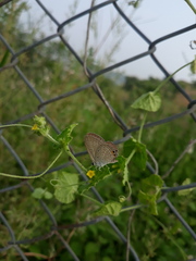 Euchrysops cnejus cnejus