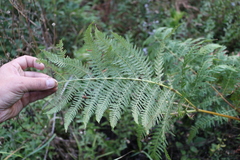 Pteridium tauricum