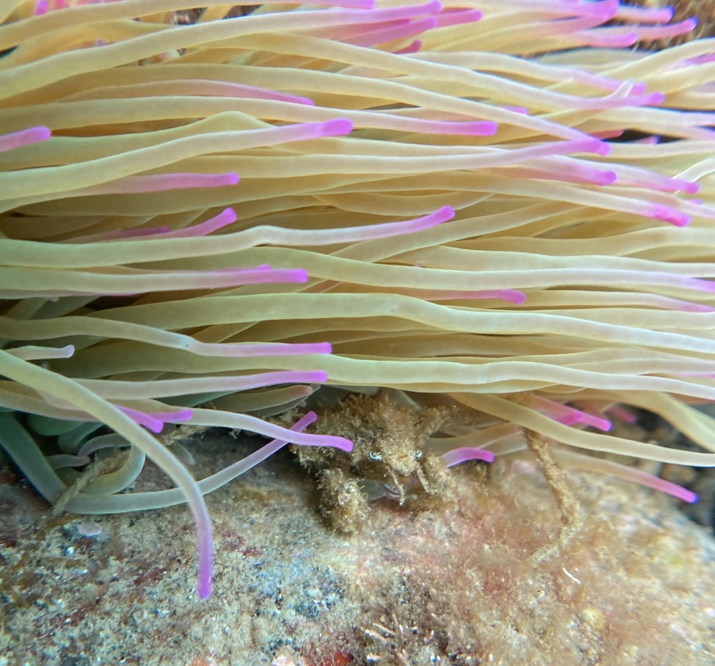 Photo of Anemone spider crab (Inachus phalangium)