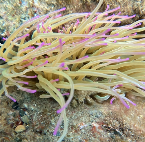 Photo of Anemone spider crab (Inachus phalangium)